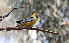 Platycercus elegans flaveolus