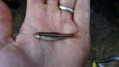 Notropis atrocaudalis