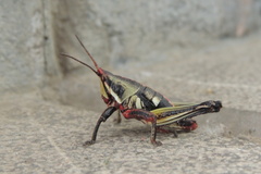 Sphenarium purpurascens