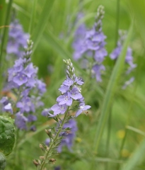 Veronica austriaca