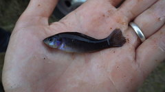 Aphredoderus sayanus