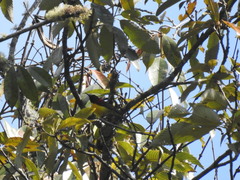 Aethopyga gouldiae