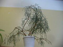Hatiora salicornoides