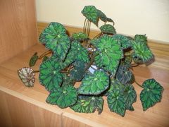 Begonia bowerae