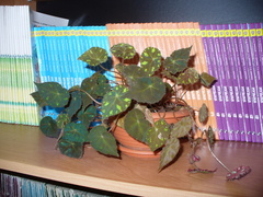 Begonia bowerae