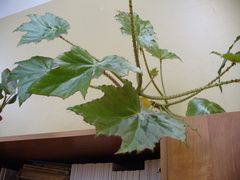 Begonia manicata