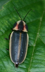 Pyractomena angulata