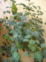 Cissus rhombifolia