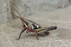 Sphenarium purpurascens