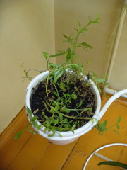 Kalanchoe laciniata
