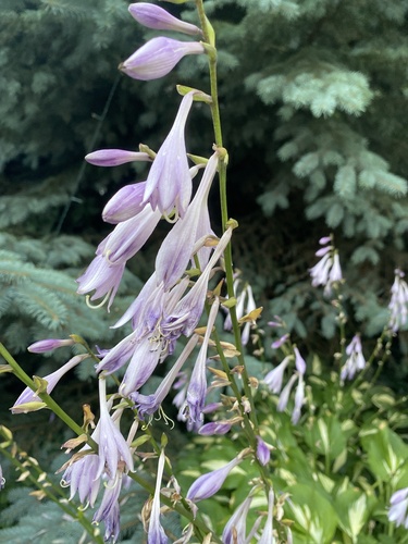 Hosta sieboldii iNat (3)