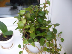 Peperomia glabella
