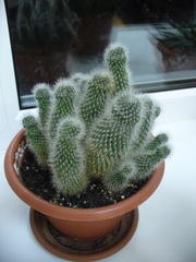 Rebutia minuscula
