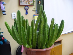 Stapelia grandiflora