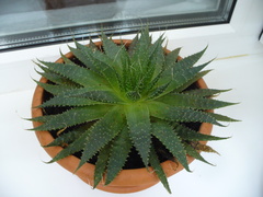 Aristaloe aristata