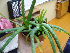 Aloe jacksonii