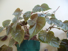 Begonia incarnata