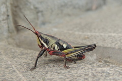 Sphenarium purpurascens