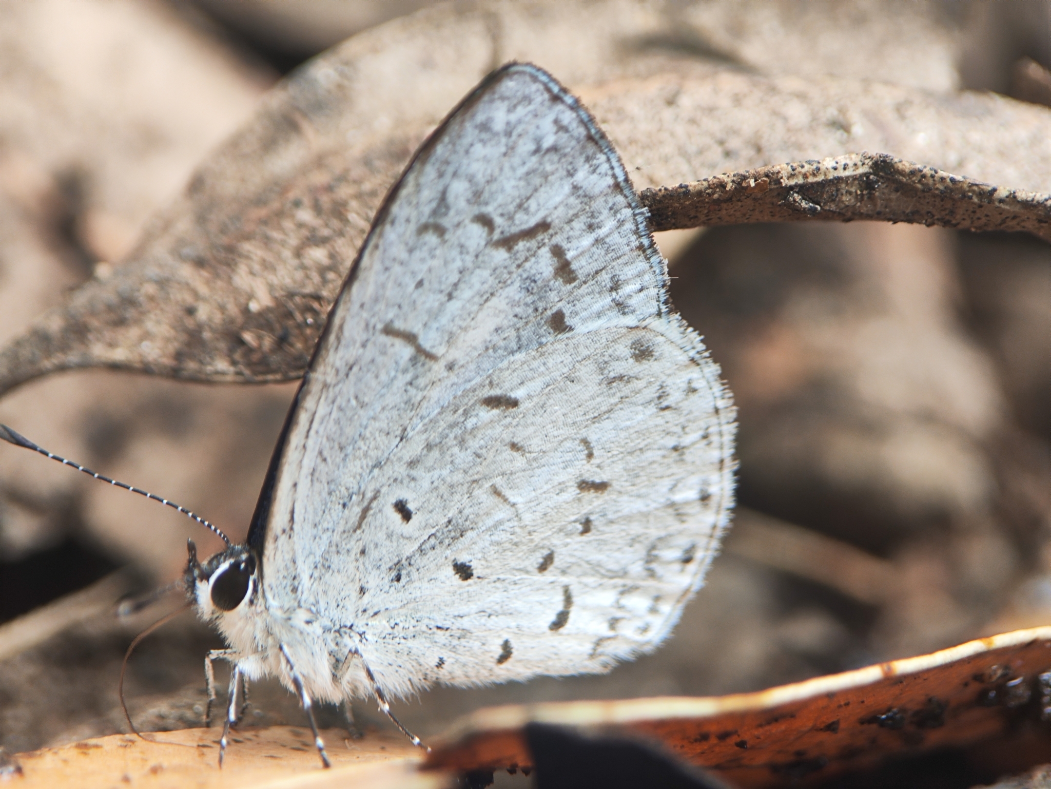 White-Disc Hedge Blue