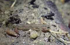 Dirty-Faced Brackish Goby photo 2