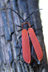 Dictyoptera aurora