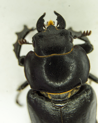 Lucanus placidus