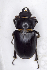 Lucanus placidus