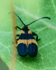 Calopteron discrepans