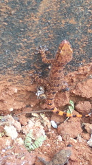 Hemidactylus angulatus