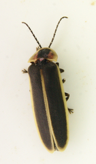 Photinus obscurellus