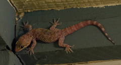 Hemidactylus turcicus