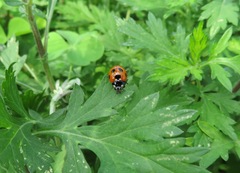 Coccinella septempunctata