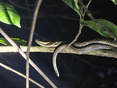 Photo of a White-lipped Keelback (Hebius leucomystax)