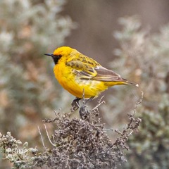 Epthianura aurifrons