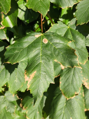 Medial Sycamore Disc-miner