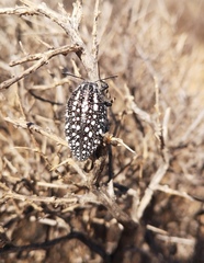 Julodis