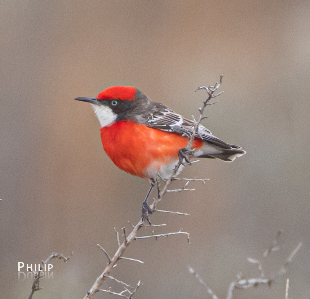 Crimson Chat (Epthianura tricolor) photo