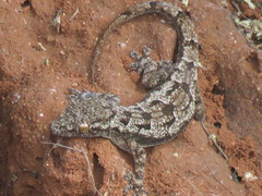 Hemidactylus platycephalus