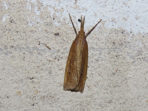 Wainscot Veneer, Voorschoten, Nederland, photo 9 of 10