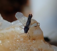 Clunio pacificus
