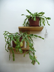 Schlumbergera buckleyi