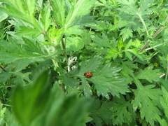 Coccinella septempunctata