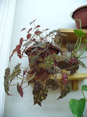 Begonia bowerae