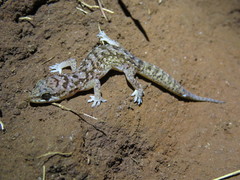 Hemidactylus squamulatus