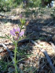 Cleome hirta