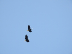 Rhyticeros undulatus