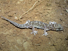 Hemidactylus squamulatus