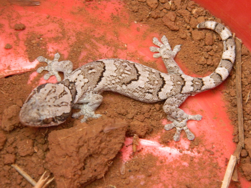 Banded Velvet Gecko
