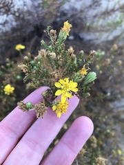 Deinandra minthornii