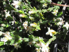 Lachnaea elsieae